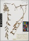 Foto von Salix repens L.